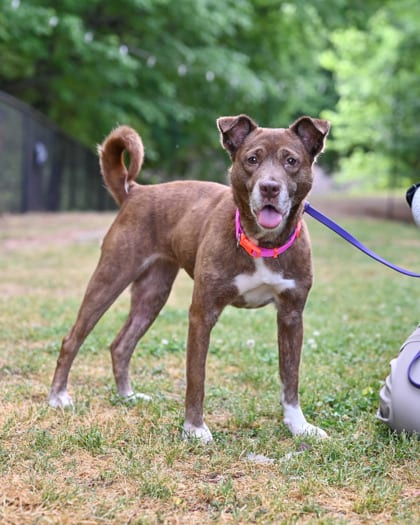 Photo of Leticia, adoptable senior dog in Chamblee, Georgia