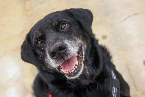 Photo of Ceelo Green, adoptable senior Retriever in Alpharetta, Georgia