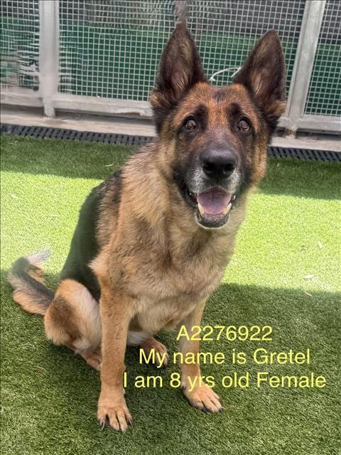 Photo of Gretel, adoptable senior German Shepherd Dog in Los Angeles, California