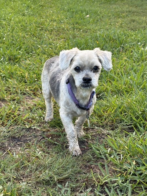 Photo of Beanie, adoptable senior Shih Tzu in Miami, Florida