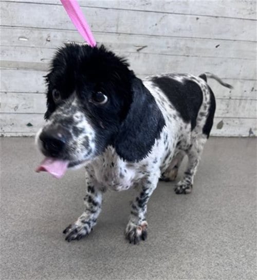 Photo of Gizmo, adoptable senior Cocker Spaniel in San Bernardino, California