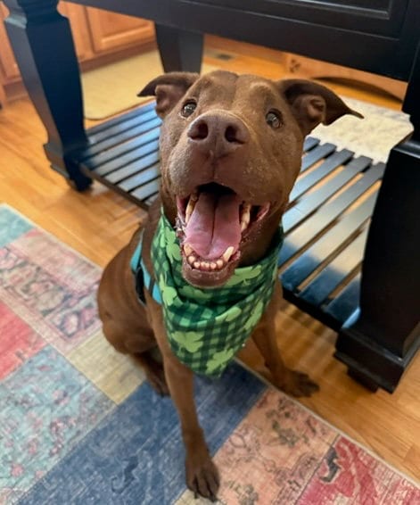 Crane, adoptable senior Terrier in Alpharetta, GA