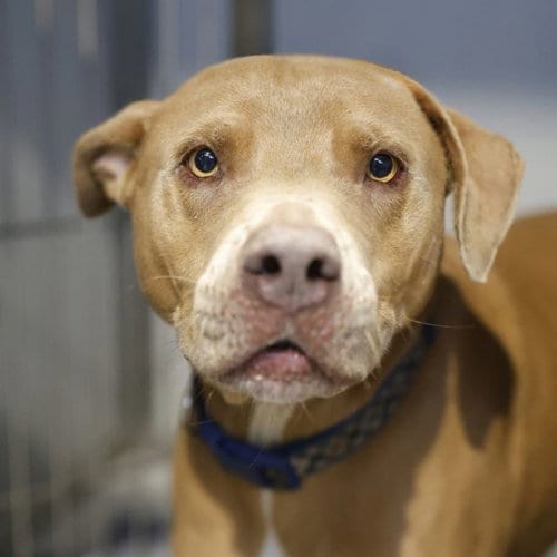 Photo of Channing, adoptable senior American Staffordshire Terrier in San Antonio, Texas