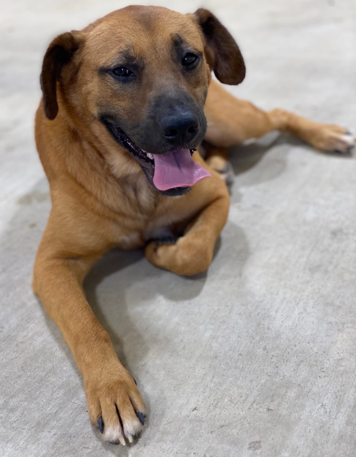 Photo of Scrappy, adoptable senior Redbone Coonhound in Point, Texas