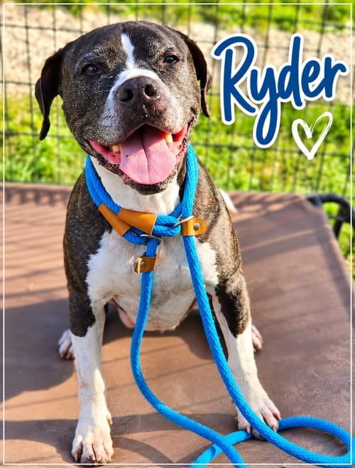 Photo of Ryder, adoptable senior Boxer in Jackson, New Jersey