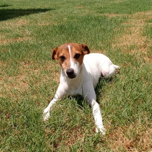 Jack Jack, adoptable senior Jack Russell Terrier in Gun Barrel City, TX