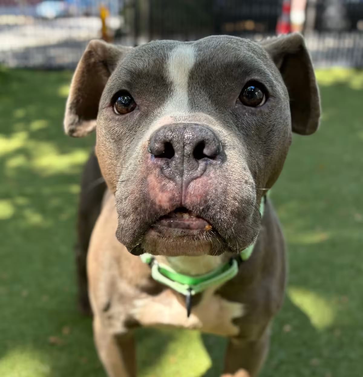 Photo of Koala, adoptable senior Mixed Breed (Medium) in Providence, Rhode Island