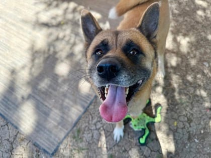 Photo of Fable, adoptable senior dog in Georgetown, Texas