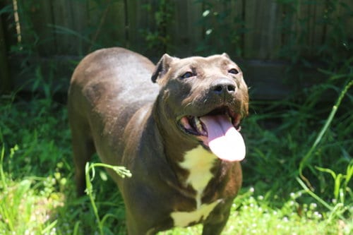 Chaka Khan, adoptable senior Terrier in Jackson, MS