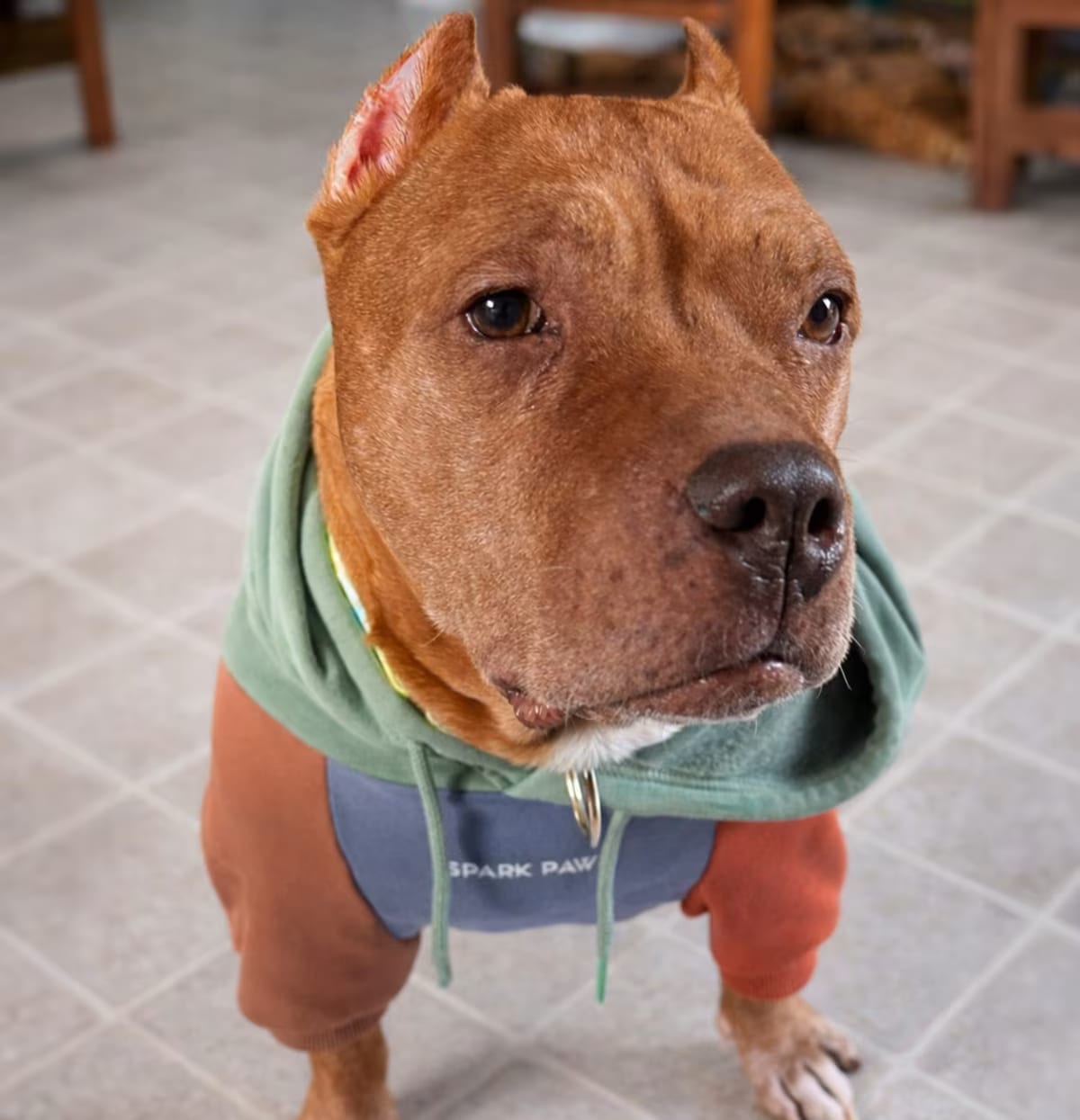 Photo of Mr. Wonderful, adoptable senior American Pit Bull Terrier in Westminster, Massachusetts