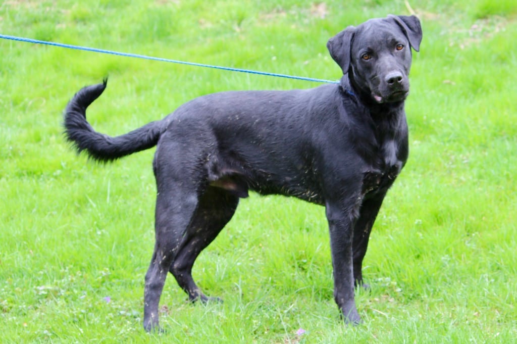 Photo of Adams, adoptable senior Mixed Breed in Brazil, Indiana
