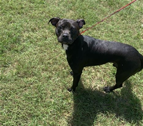 BEN, adoptable senior Staffordshire Bull Terrier in Green Cove Springs, FL