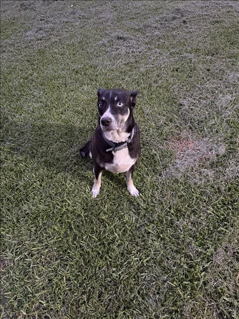 Photo of Ruby, adoptable senior Labrador Retriever in Conroe, Texas