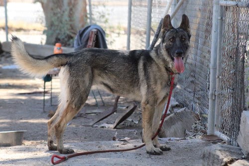 Photo of Brownie, adoptable senior German Shepherd Dog in El Centro, California