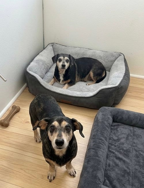 Photo of Chiquita and Papiita bonded pair, adoptable senior Unknown breed (short coat) in York, South Carolina