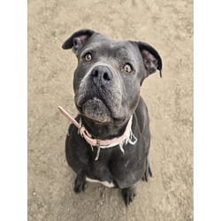 Photo of Hup Pup, adoptable senior American Pit Bull Terrier in Jurupa Valley, California