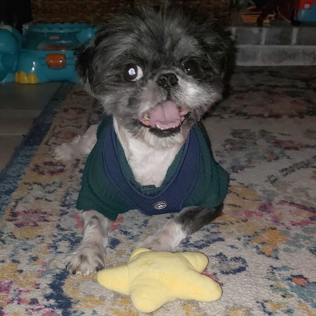 Photo of Mickey, adoptable senior Shih Tzu in St. Louis, Missouri