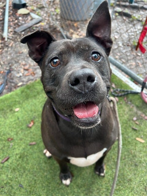Photo of Molly, adoptable senior Terrier in Miami, Florida