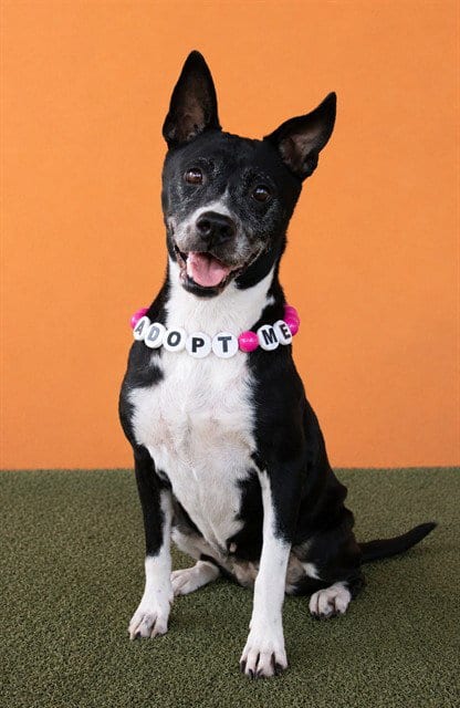 Photo of Peaches, adoptable senior American Staffordshire Terrier in Miami, Florida