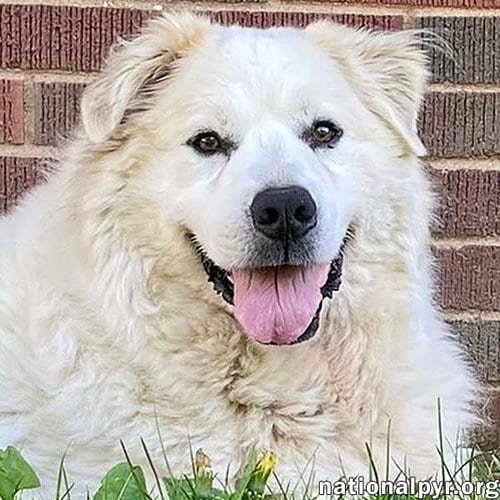Luke in PA - Looking for the Good Life!, adoptable senior Great Pyrenees in Beacon, NY