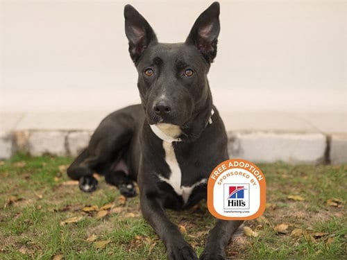 Photo of Baby, adoptable senior German Shepherd Dog in Phoenix, Arizona