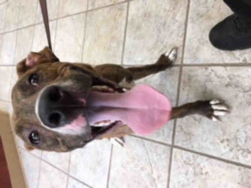 PARKER, adoptable senior Pit Bull Terrier in Live Oak, TX