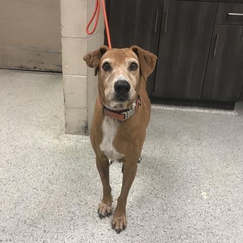 Photo of Mabel, adoptable senior Labrador Retriever in Conroe, Texas