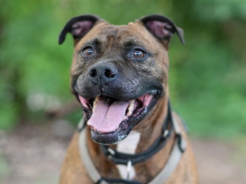 Photo of Mr. Shelby, adoptable senior Boxer in Tavares, Florida
