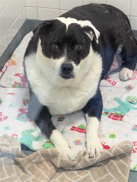 Photo of Sam, adoptable senior Mixed Breed