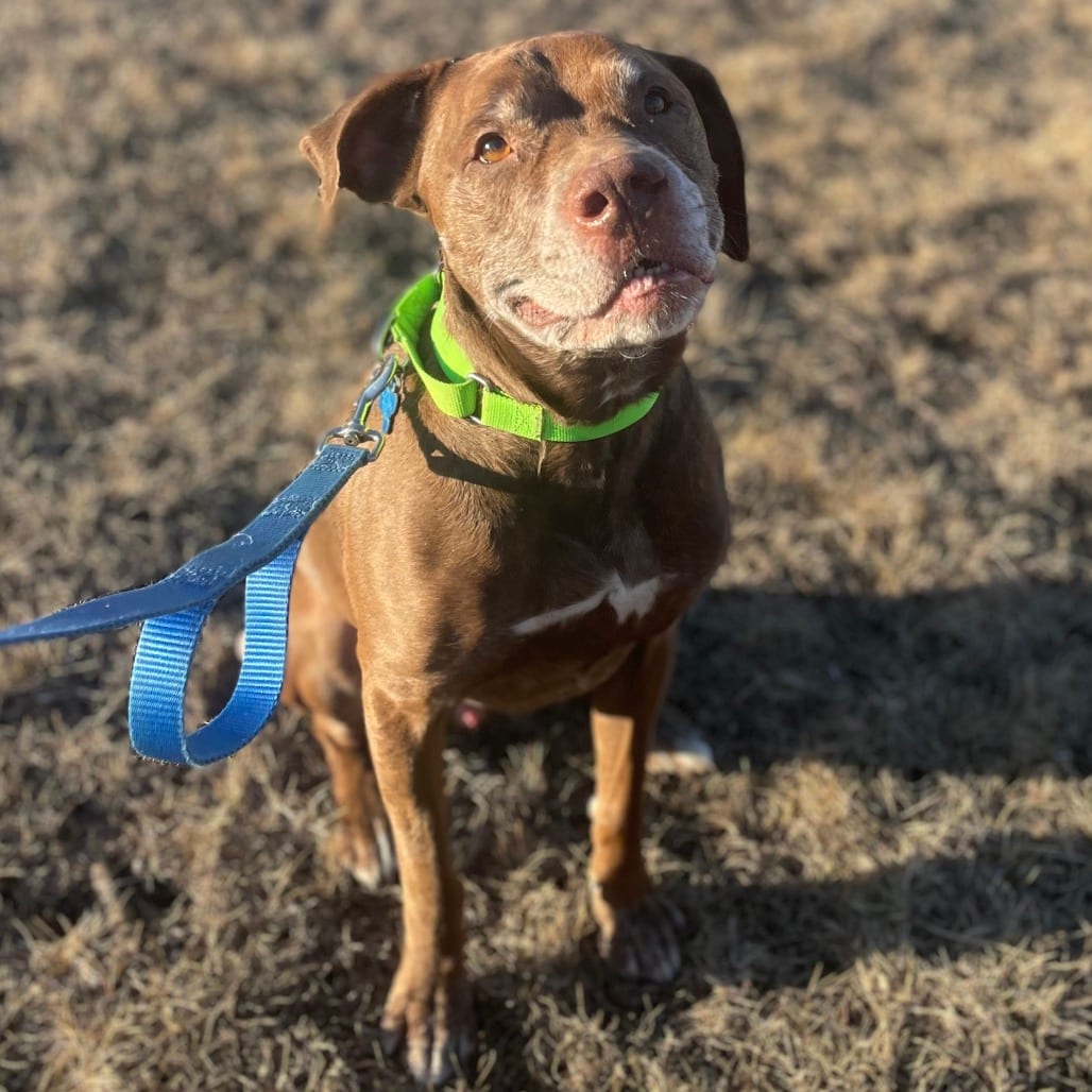 Photo of Butch, adoptable senior Retriever, Chocolate Labrador in West Des Moines, Iowa