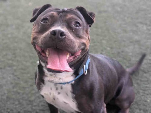 Photo of Indy, adoptable senior Pit Bull Terrier in Bonita, California