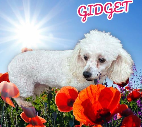 Photo of Gidget, adoptable senior Bichon Frise in Seaford, Delaware