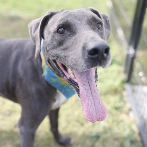 Photo of Jaxon, adoptable senior Weimaraner in San Antonio, Texas