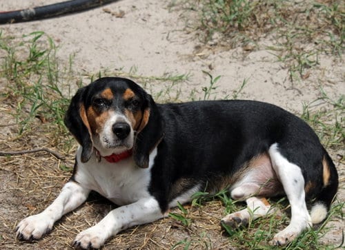 Photo of Shy aka Snoopy, adoptable senior Beagle in Crescent City, Florida