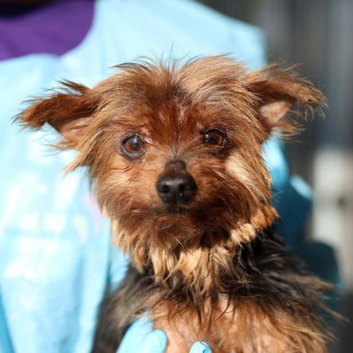 Photo of Skoshi, adoptable senior Yorkshire Terrier Yorkie in San Antonio, Texas