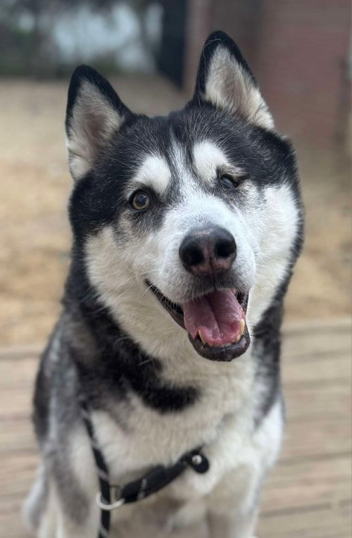 Photo of Larz, adoptable senior Siberian Husky in Matawan, New Jersey