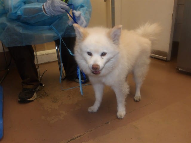 Photo of Bear, adoptable senior American Eskimo in Chicago, Illinois