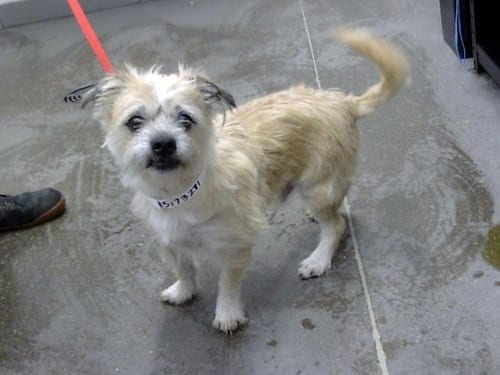 Photo of Yogi, adoptable senior Maltese in Mesa, Arizona