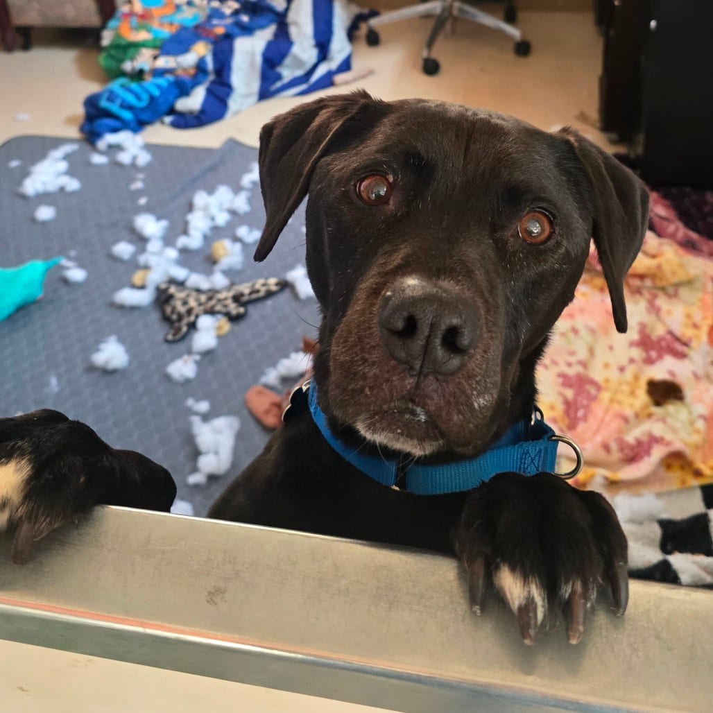 Photo of Cameron, adoptable senior Terrier, American Pit Bull / Retriever, Black Labrador in Kanab, Utah