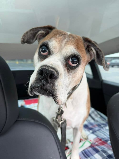 Photo of Miss Sammy, adoptable senior Boxer in Owatonna, Minnesota