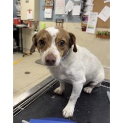 Photo of Charlie, adoptable senior Jack Russell Terrier in Jurupa Valley, California