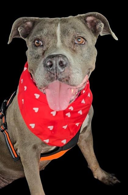 Photo of Rosy, adoptable senior Pit Bull Terrier in Miami, Florida