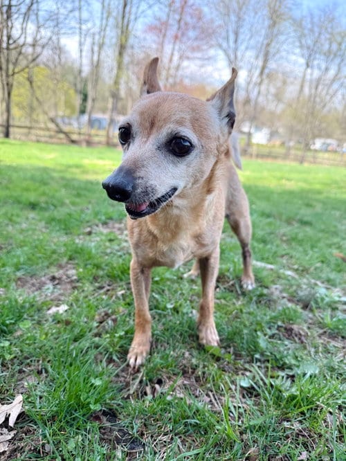 Photo of Roofus, adoptable senior Chihuahua in Elizabethtown, Pennsylvania