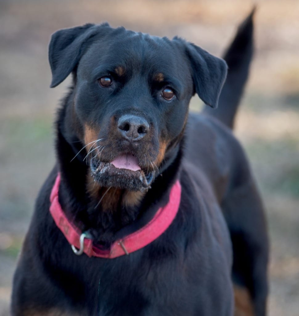 Photo of Vedette, adoptable senior Rottweiler in Ocala, Florida
