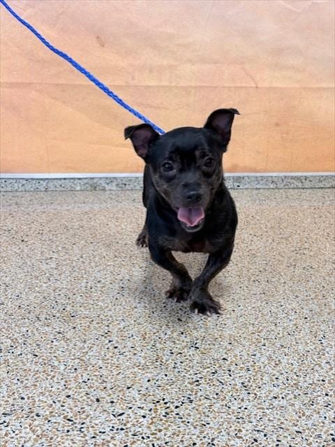 Photo of Chapo, adoptable senior Chihuahua in Miami, Florida