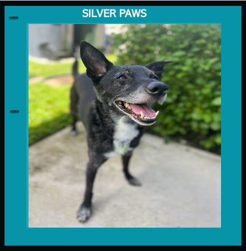 Photo of Shay, adoptable senior Terrier in Royal Palm Beach, Florida