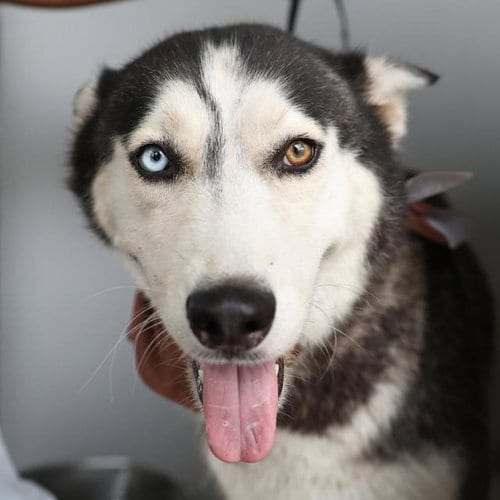 Photo of Prima, adoptable senior Siberian Husky in San Antonio, Texas