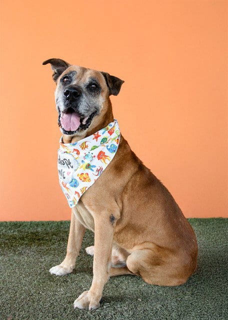 Photo of Ace, adoptable senior Boxer in Miami, Florida