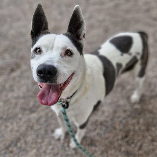 Photo of Lucy, adoptable senior Australian Cattle Dog/Blue Heeler in Mesa, Arizona