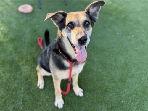 Photo of Angel, adoptable senior German Shepherd Dog in Los Angeles, California